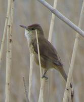 Clamorous Reed Warbler Acrocephalus stentoreus