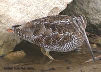 Solitary Snipe Gallinago solitaria 청도요