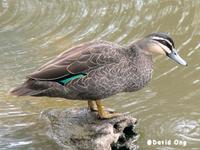 Pacific Black Duck