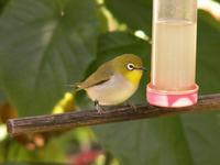 Japanese White-eye