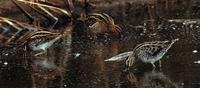 Plate 9: Jack Snipe Lymnocryptes minimus, left, Common Snipe Gallinago gallinago, centre, and Wi...