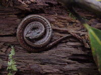 : Batrachoseps attenuatus; California Slender Salamander