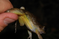: Craugastor ranoides
