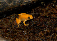 : Mantella aurantiaca; Golden Mantella