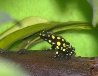 : Oophaga histrionica; Harlequin Poison Frog