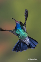 : Cylanthus latirostris; Broad-billed Hummingbird