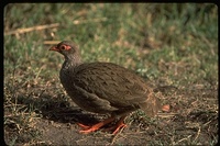 : Francolinus afer; Red Necked Spurfowl