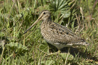 : Gallinago paraguaiae; Magellan Snipe