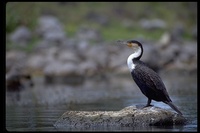 : Phalacrocorax carbo lucidus; Great Cormorant