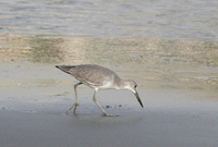 : Tringa semipalmata; Willet