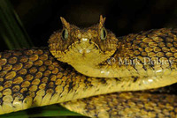 : Atheris ceratophora; Usambara Bushviper