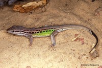 : Cnemidophorus sp.; Cerrado Whiptail