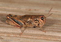 : Bradynotes obesa; Grasshopper