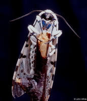 : Hyphantria cunea; Fall Webworm Moth