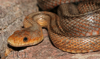 : Pantherophis bairdi; Baird's Ratsnake