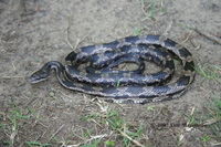 : Pantherophis obsoleta lindheimeri; Texas Rat Snake