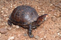 : Terrapene carolina triunguis; Three-toed Box Turtle