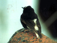 White-crowned Wheatear, Oenanthe leucopyga