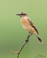 Siberian Stonechat Scientific name - Saxicola maura