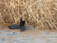 Fulica atra Common Coot オオバン