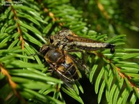 Machimus cingulatus Foto/billede af