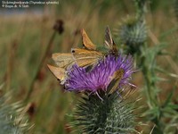 Skråstregbredpande (Thymelicus sylvestris)