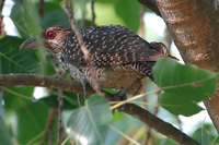 Asian Koel (Eudynamys scolopacea)