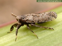 Asiraca clavicornis