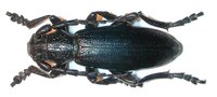 Dorcadion fulvum cervae
