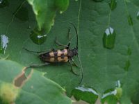 Judolia erratica erratica var. anticedivisus