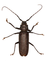 Prinobius myardi