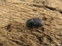 Hylesinus crenatus