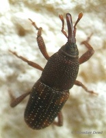 Sitophilus oryzae - Rice Weevil