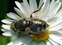 Eristalinus sepulchralis - syrphid metallic fly wing