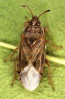 Chilacis typhae
