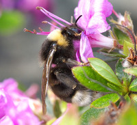 Bombus bohemicus