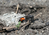 Podalonia hirsuta