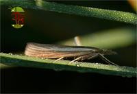 Agriphila latistria