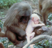 Stump-tailed macaque (Macaca arctoides)