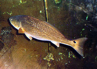 Sciaenops ocellatus, Red drum: fisheries, aquaculture, gamefish, aquarium
