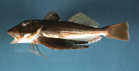 Prionotus evolans, Striped searobin: fisheries, gamefish, bait