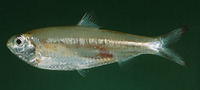 Escualosa thoracata, White sardine: fisheries