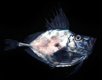 Zenopsis nebulosa, Mirror dory: fisheries