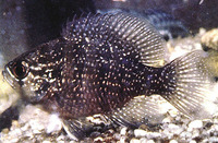 Enneacanthus obesus, Banded sunfish: