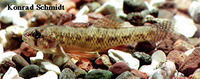 Etheostoma microperca, Least darter: