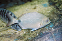Diplodus argenteus argenteus, South American silver porgy: fisheries, gamefish