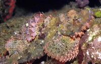 Scorpaenopsis oxycephala, Tassled scorpionfish: