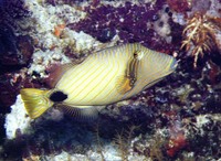 Balistapus undulatus, Orange-lined triggerfish: fisheries, aquarium