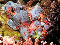 Antennarius commerson, Commerson's frogfish:
