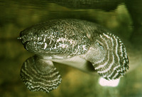 Polypterus ornatipinnis, Ornate bichir: aquarium